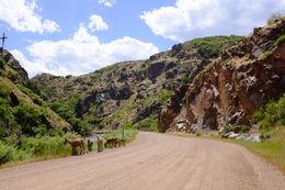 A herd of long horn sheep graze in Waterton Canyon.