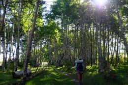 Photo may contain: Human, People, Person, Flora, Forest, Land, Nature, Outdoors, Plant, Tree, Vegetation, Birch