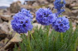 My favorite wildflower we came across - skypilot! Ella told us about this flower so we’d been keeping an eye out for it. They only grow above 10,000 feet, and seem to be rarer than most of the wildflowers - we only saw them once on our hike. (July 26, 2016)