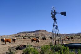 Photo may contain: Antenna, Electrical Device, Animal, Cattle, Mammal, Outdoors, Plateau