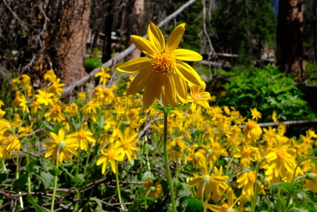 Photo may contain: Human, People, Person, Blossom, Daffodil, Flora, Flower, Plant, Asteraceae