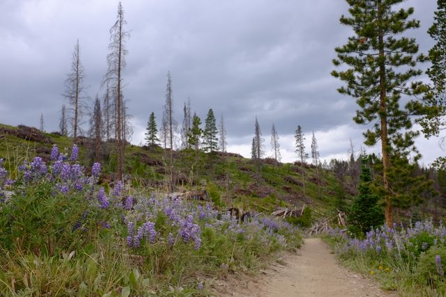 A stretch of trail in Segment 6 where trees have been clear cut due to the pine beetle epidemic.