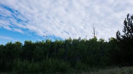 Two crows hanging out above an aspen grove.