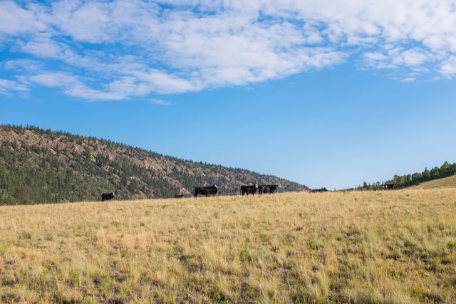 A cow herd grazing very majestically in Segment 19.