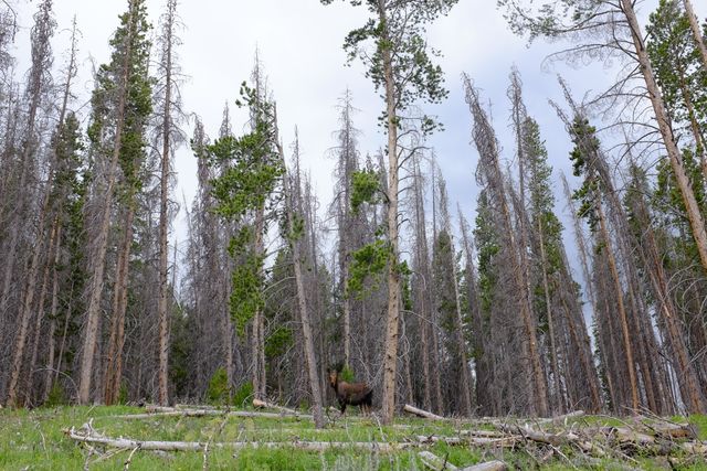A moose grazing in the forest as we approach Breckenridge.