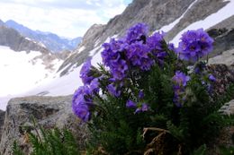 Photo may contain: Blossom, Flora, Flower, Geranium, Plant