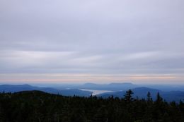 Photo may contain: Tree, Plant, Abies, Fir, Outdoors, Nature, Conifer