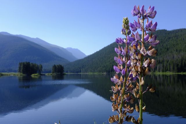 Photo may contain: Blossom, Flora, Flower, Lupin, Plant, Lake, Outdoors, Water