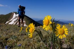 Photo may contain: Human, People, Person, Hiking, Leisure Activities, Outdoors, Blossom, Flora, Flower, Plant, Sunflower, Asteraceae, Path, Trail