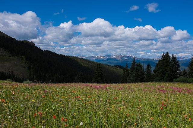 Wildflowers and vistas seen coming down Kokomo Pass. Not pictured are the flies EVERYWHERE.