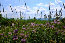 Photo may contain: Plant, Field, Outdoors, Nature, Grassland, Blossom, Daisy, Flower, Daisies, Pottery, Jar, Vase, Potted Plant, Countryside, Grass