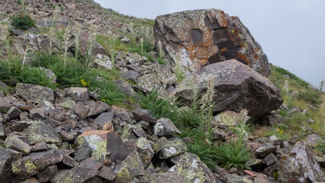 Can you find the pika hiding in the rocks? It’s easier when you can hear them squeaking and running around gathering flowers.