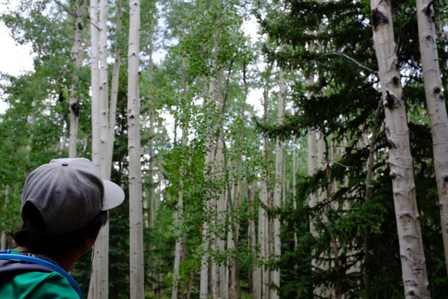 Knock was excited to see our first aspens!