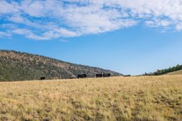 A cow herd grazing very majestically in Segment 19.