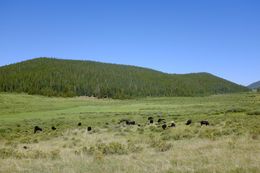 Cattle grazing in a six mile stretch of meadow in Segment 4.