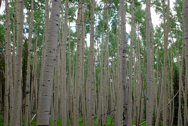 Aspens in Segment 3