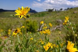 Wildflowers in the Segment 2 burn area.