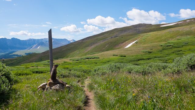 Our first marmot sighting in Colorado! These little guys are common above timberline. They run around the rocks squeaking a lot, earning them the wonderful nickname “whistlepigs”.