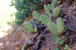 To my surprise, Colorado flora includes cactuses.