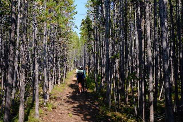 Photo may contain: Plant, Tree, Human, Person, Outdoors, Tree Trunk, Birch