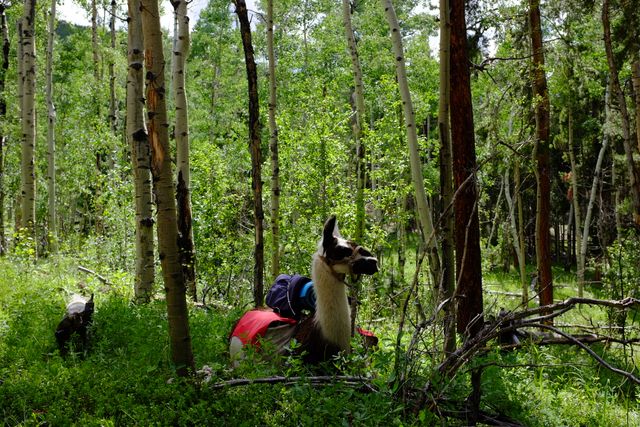 Durango - an adorable pack llama we met in Segment 3.