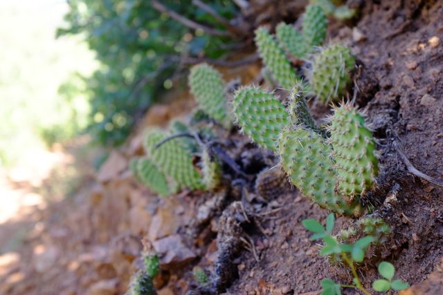 To my surprise, Colorado flora includes cactuses.
