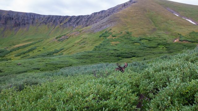 While trudging through overgrown shrubbery covering the trail, we ran into a beautiful bull moose chomping away.