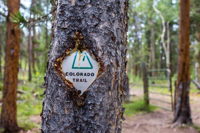 Us: Tree, let go of that trail marker.
Tree: No!
(August 2, 2016)