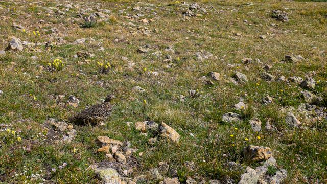 A ptarmigan chirps next to the trail, trying to distract us from her chicks. In the summer they are brown to match the rocks, and moult to white in the winter to match the snow.
