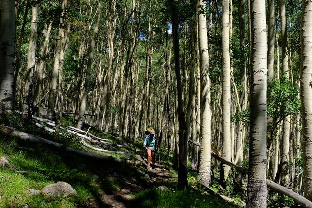 Photo may contain: Birch, Flora, Plant, Tree, Forest, Land, Nature, Outdoors, Vegetation, Path, Trail