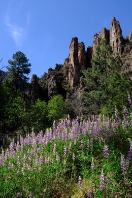 Photo may contain: Blossom, Flora, Flower, Lupin, Plant