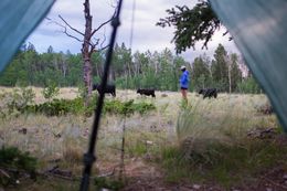 Knock chats with some cows wandering around our camp.