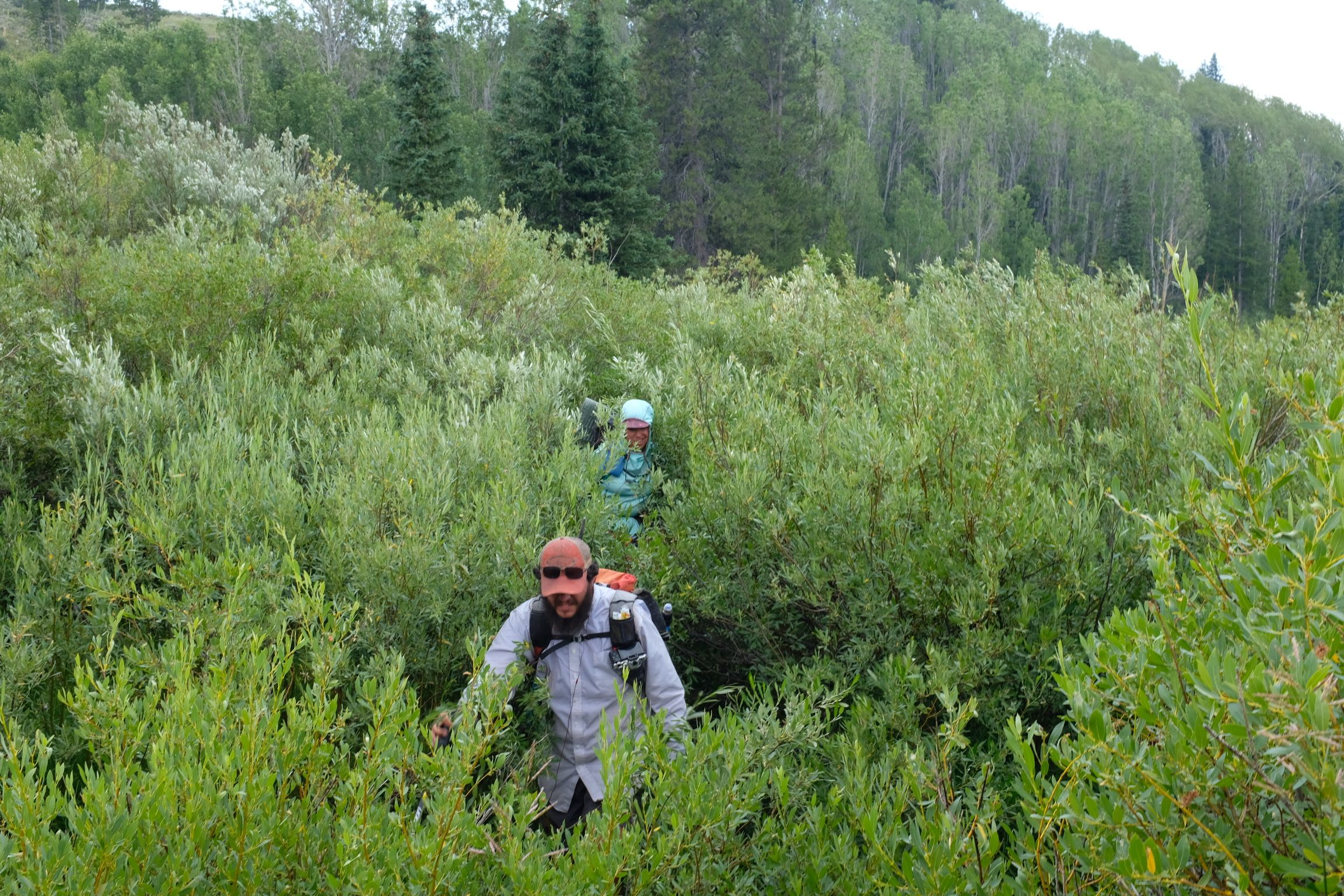 Bushwhacking to get into the Gros Ventre wilderness