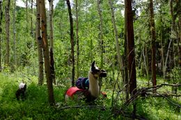 Durango - an adorable pack llama we met in Segment 3.