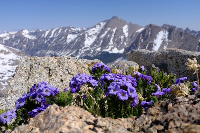 Photo may contain: Plant, Geranium, Flower, Blossom, Rock, Nature, Wilderness, Outdoors